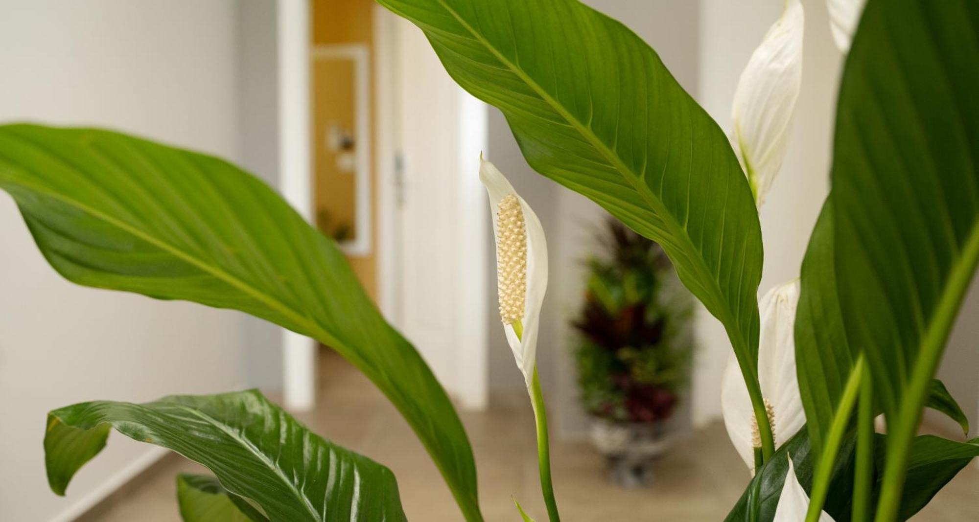 Hotel Luris Golem  Εξωτερικό φωτογραφία